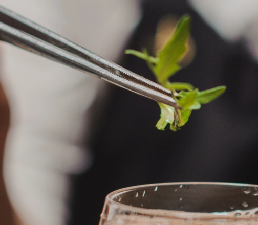 Pinza de precisión recta 8" - Browne